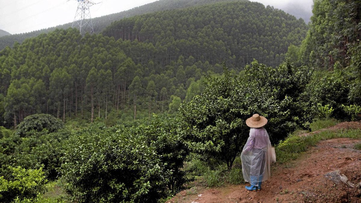 Kehutanan